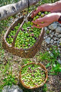 zeytin2