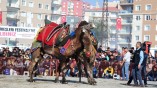 Çiğli Belediyesi tarafından geleneksel hale getirilen deve güreşlerinin 6.si Harmandalı Futbol Sahası’nda gerçekleştirildi. Ege’nin dört bir yanından gelen develer gün boyu güreş severlere festival tadında bir eğlence yaşattı.
