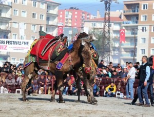 Çiğli Belediyesi tarafından geleneksel hale getirilen deve güreşlerinin 6.si Harmandalı Futbol Sahası’nda gerçekleştirildi. Ege’nin dört bir yanından gelen develer gün boyu güreş severlere festival tadında bir eğlence yaşattı. Çiğli Belediyesi tarafından geleneksel hale getirilen deve güreşlerinin 6.si Harmandalı Futbol Sahası’nda gerçekleştirildi. Ege’nin dört bir yanından gelen develer gün boyu güreş severlere festival tadında bir eğlence yaşattı.