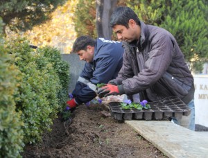 MENDERES’TE KIŞLIKLAR ÇIKTI MENDERES’TE KIŞLIKLAR ÇIKTI